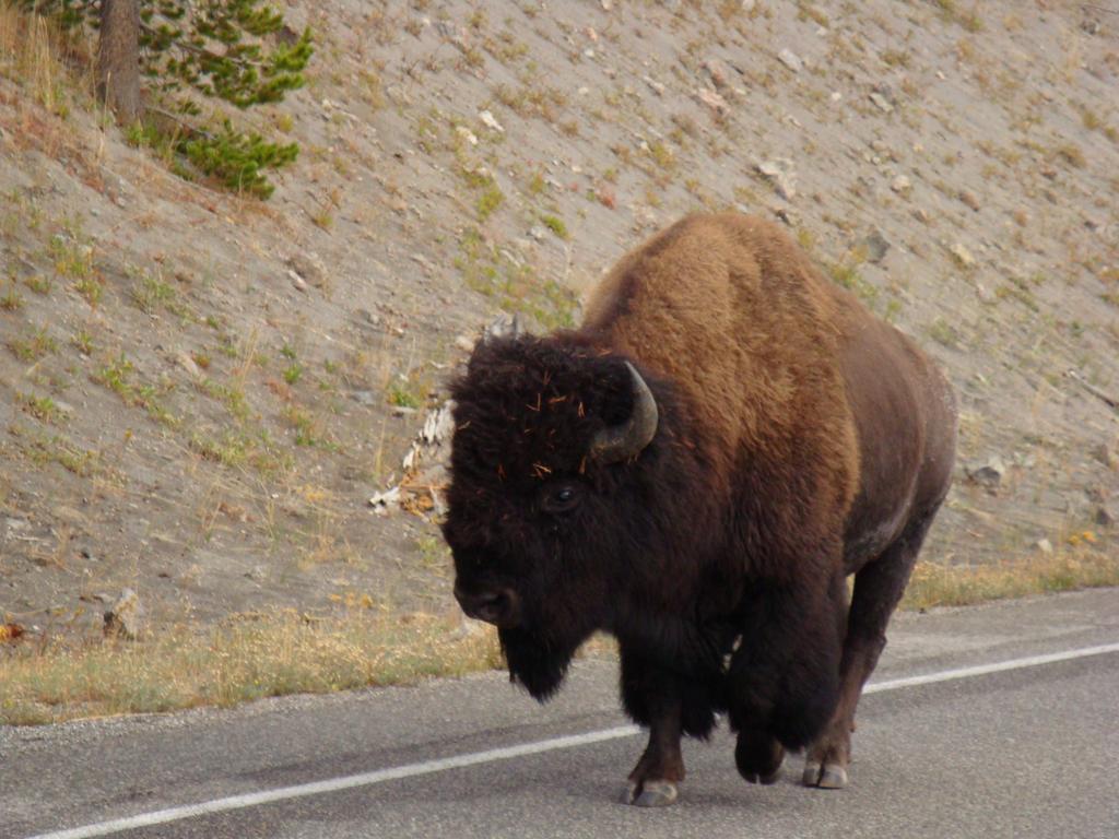 Yellowstone Wildlife Cabins West Yellowstone Bagian luar foto